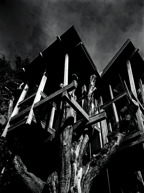 Structural Ascent: Shadows in the Canopy