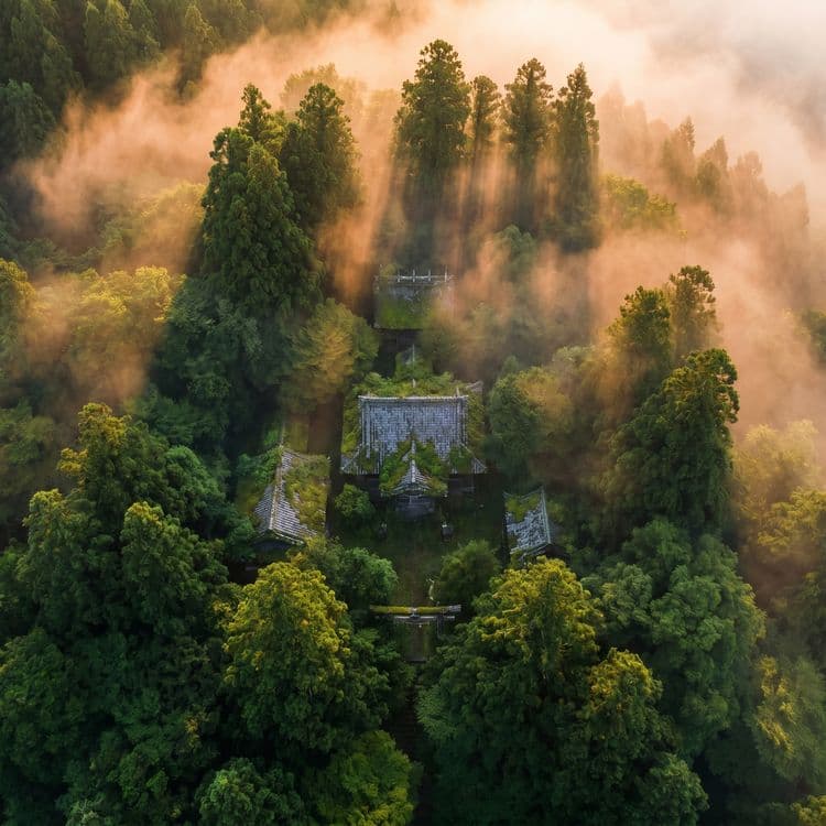 Sacred Forest Mist: Aerial Shinto Shrine