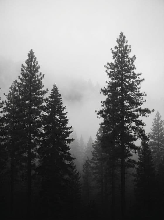 Whispers in the Mist