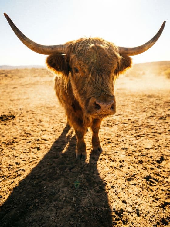 Dusty Golden Ranch: Highland Cow Portrait
