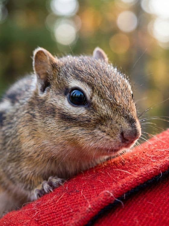 Golden Autumn Companion - Close-Up Chipmunk Photo