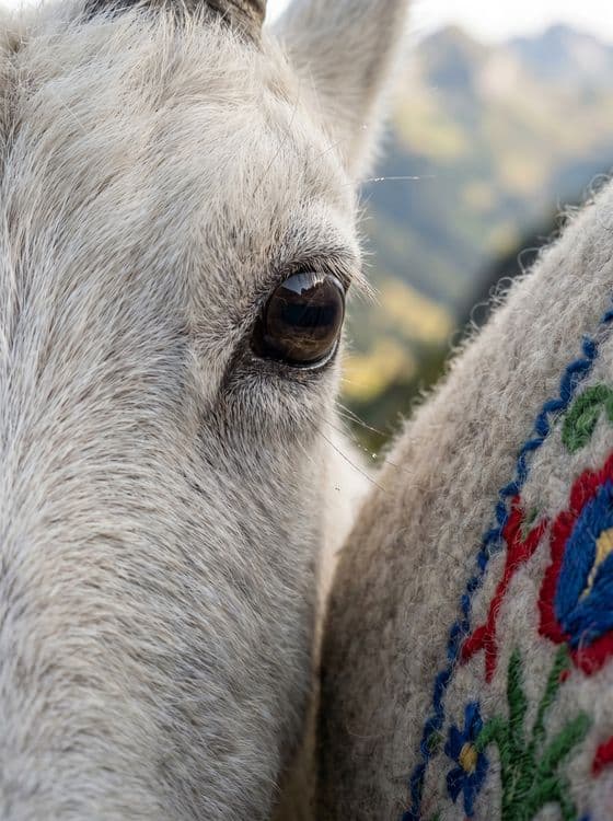 Alpine Reflection - Close-Up Goat and Embroidery Art
