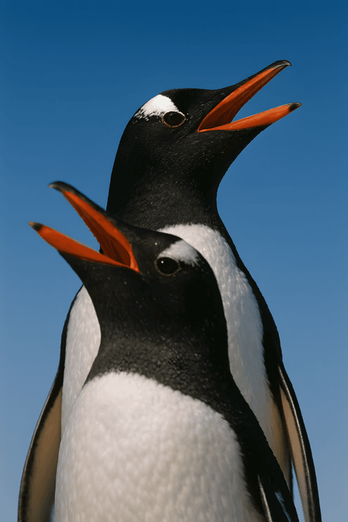 Gentoo Duet