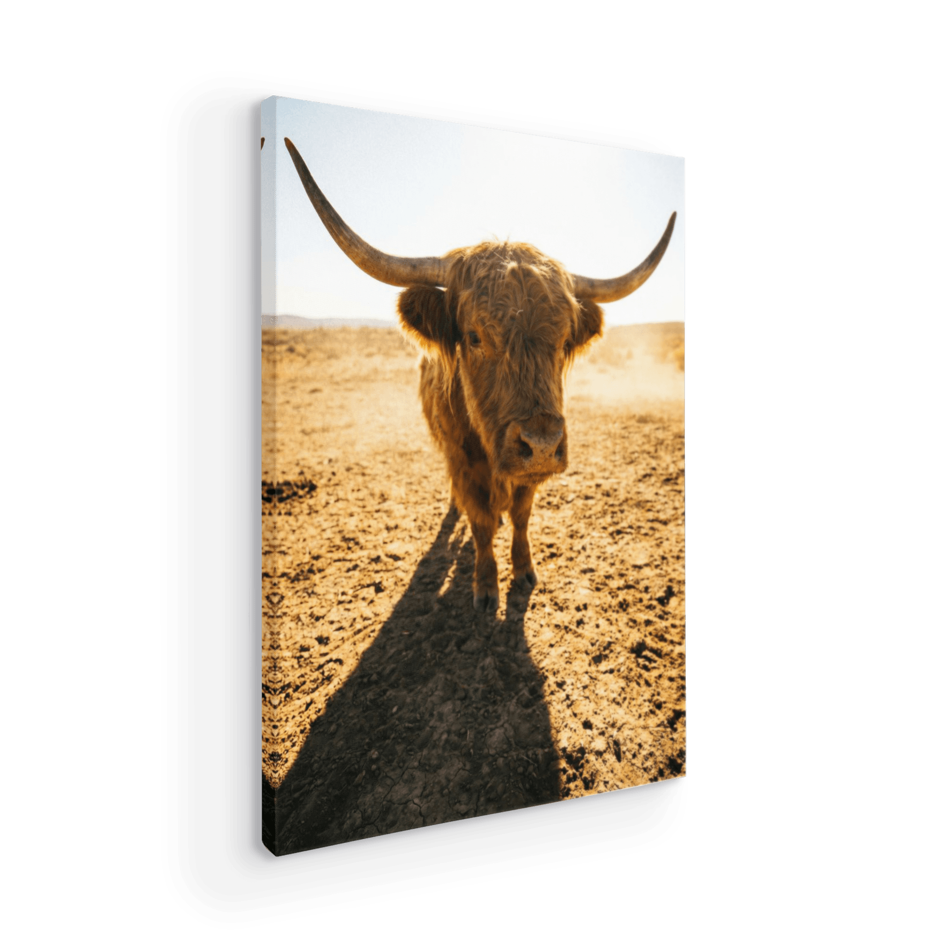 Dusty Golden Ranch: Highland Cow Portrait
