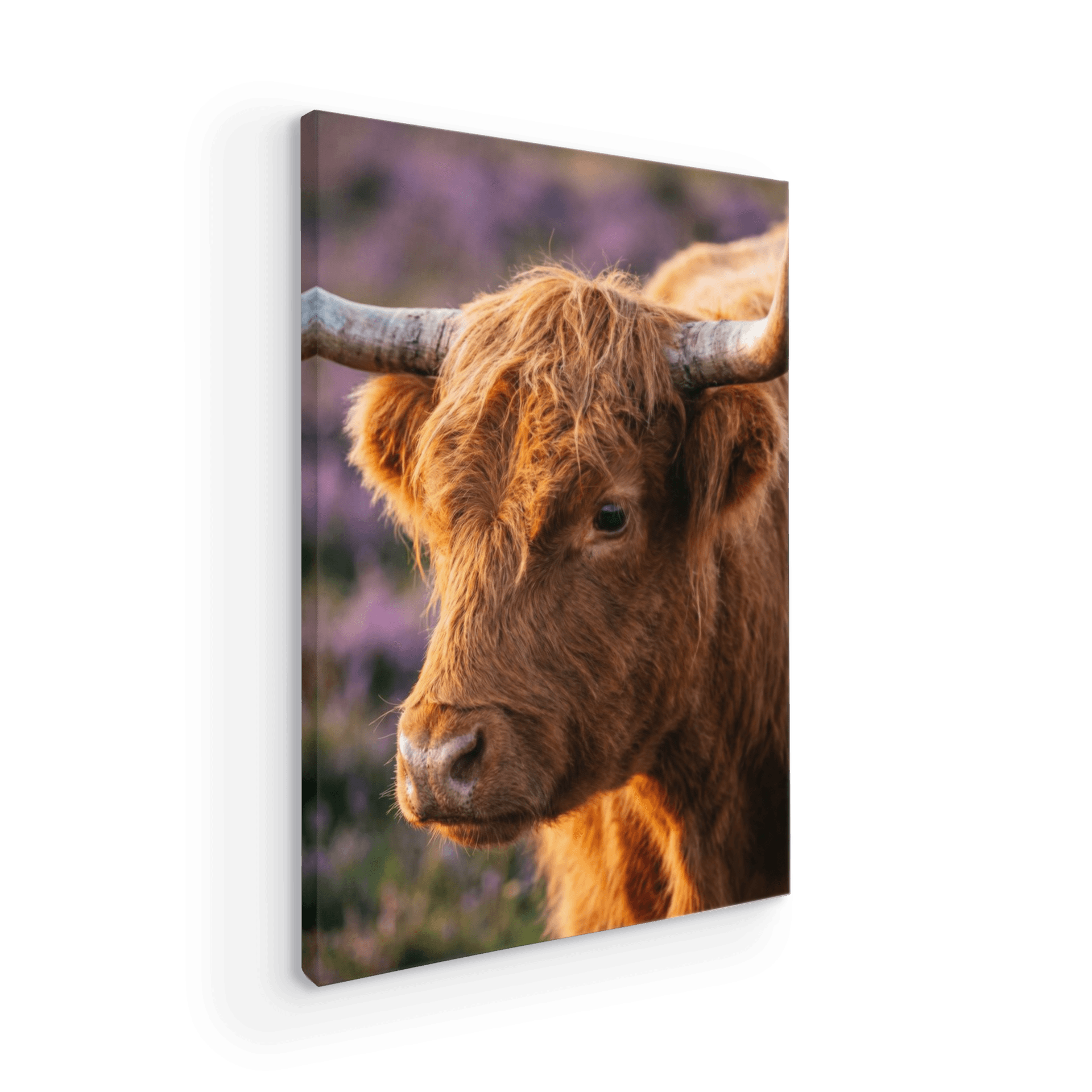 Golden Hour Highland Cow: Scottish Animal Portrait