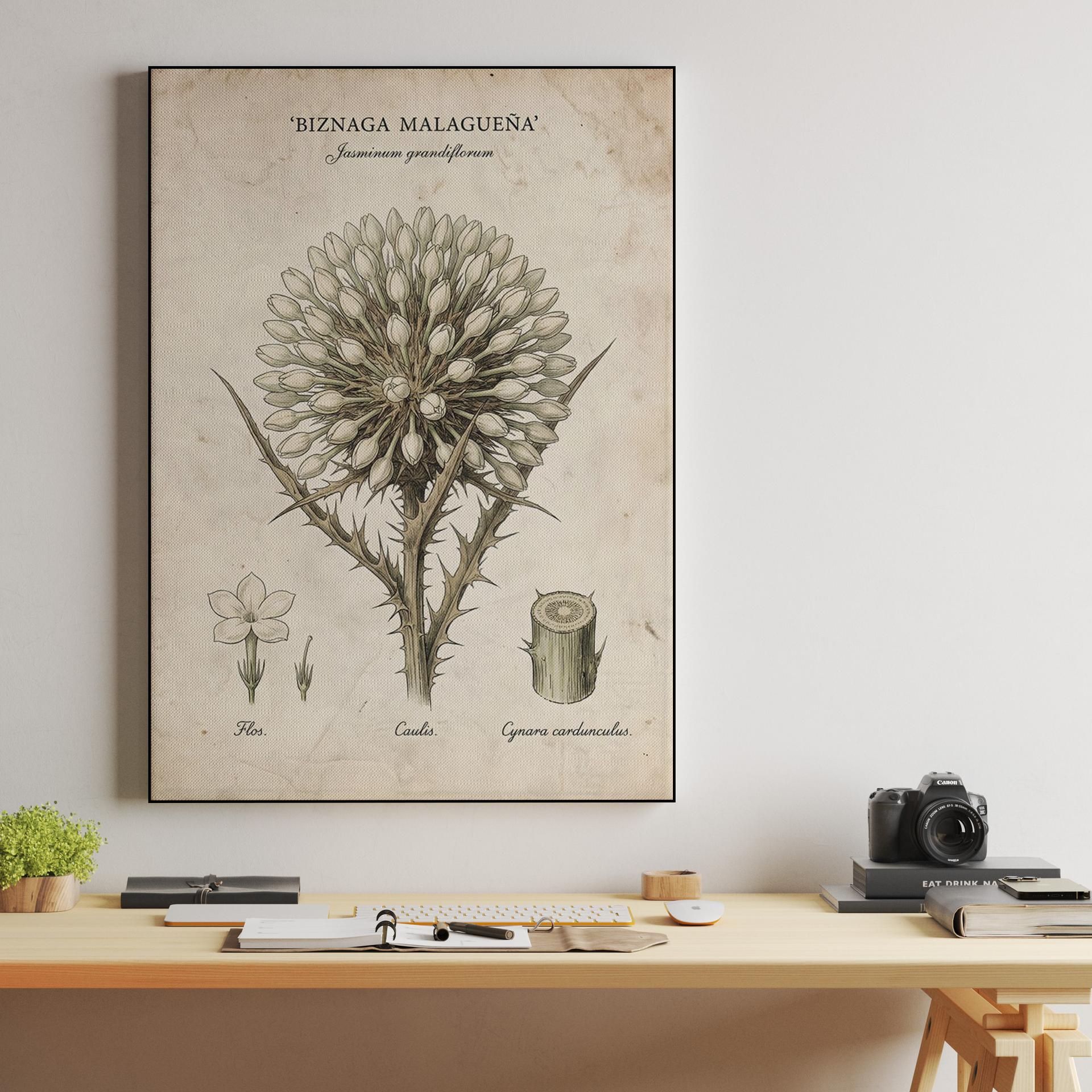 Biznaga Malagueña: Vintage Botanical Illustration