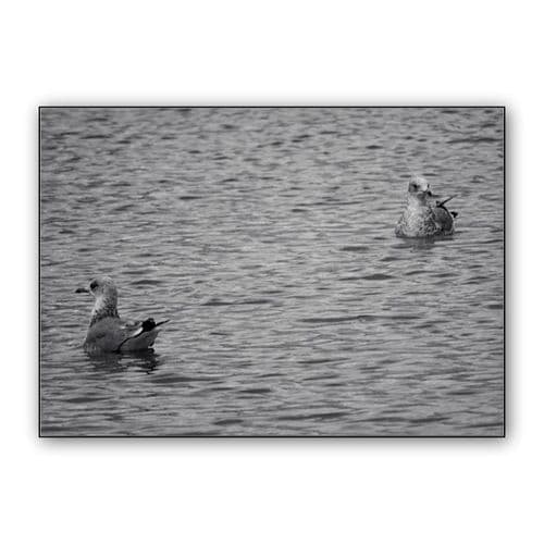 seagulls on a lake wall art poster