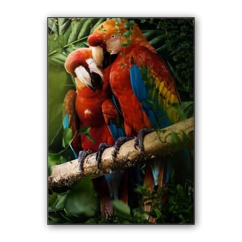 Beautiful Parrots wall art poster