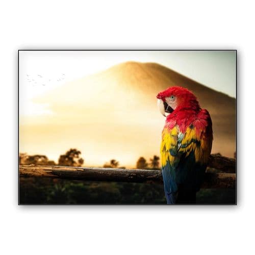 Parrot wall art poster