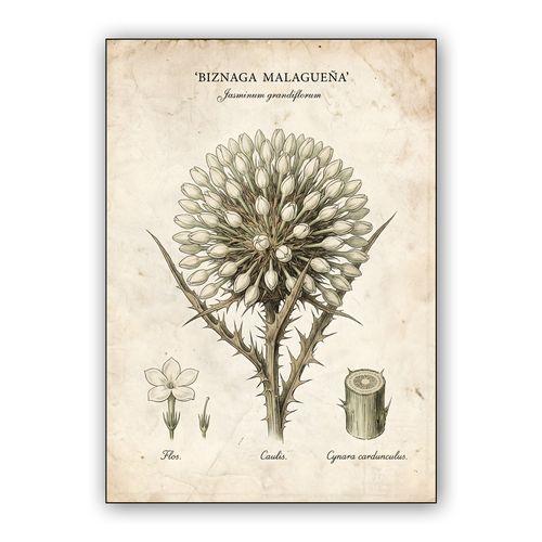 Biznaga Malagueña: Vintage Botanical Illustration wall art poster
