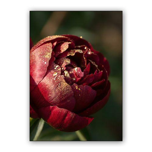 Gilded Crimson Peony wall art poster
