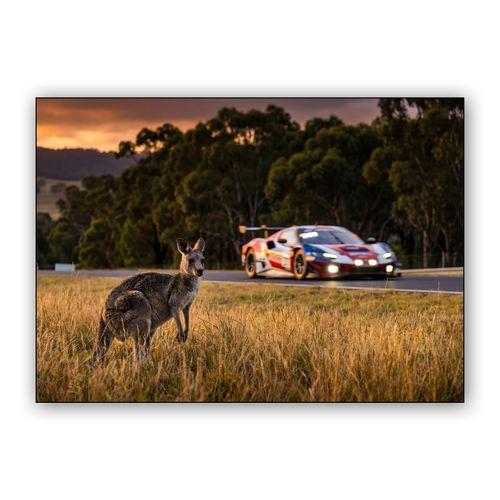 The Mountain Resident: Kangaroo and Ferrari at Bathurst wall art poster