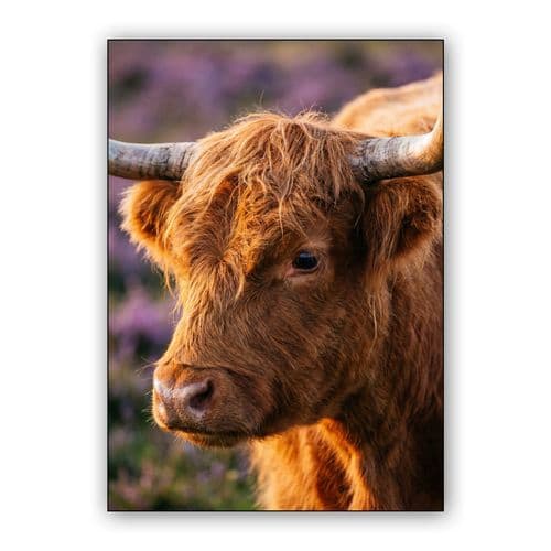 Golden Hour Highland Cow: Scottish Animal Portrait wall art poster