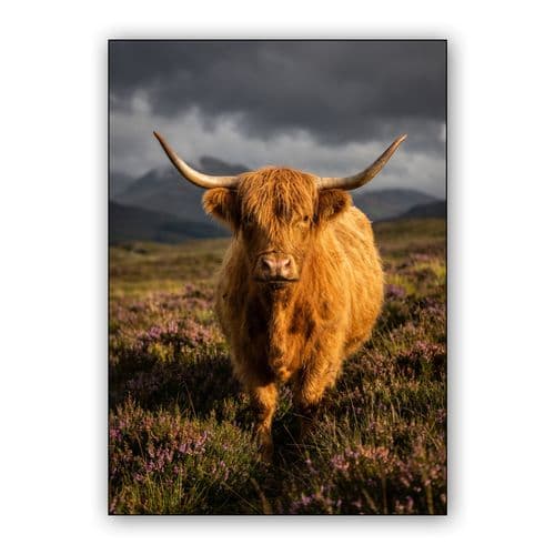 Golden Hour Highland Cow: Scottish Animal Portrait wall art poster