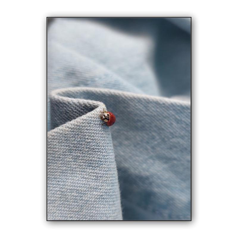 Ladybug