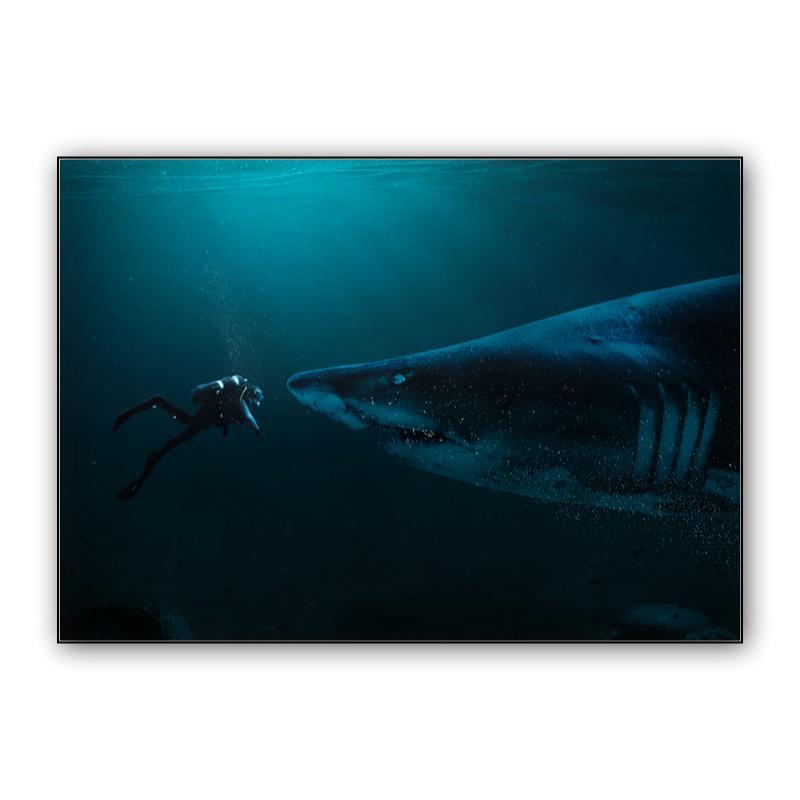 Diver and Shark