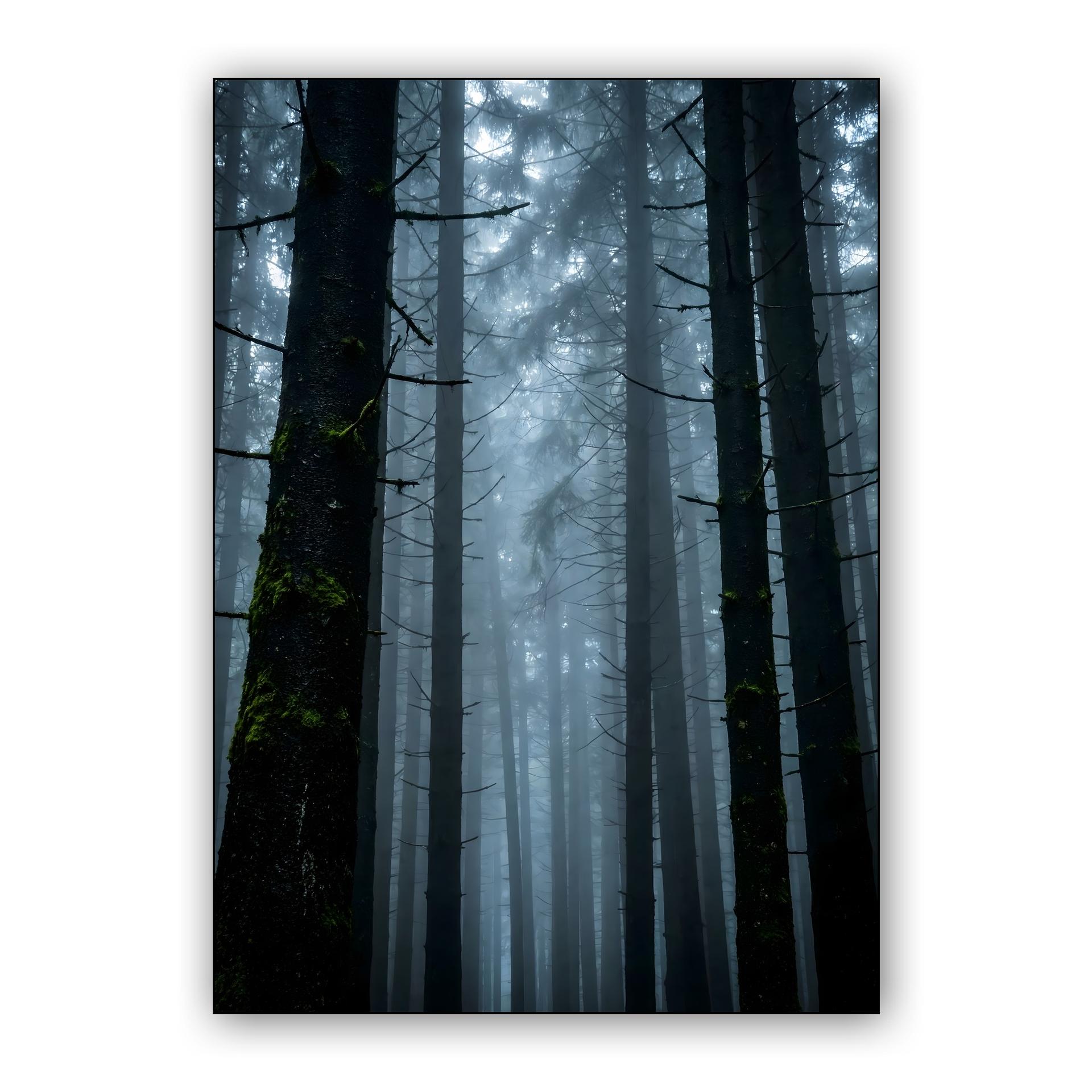 Carpathian Whispers: The Foggy Pine Forest