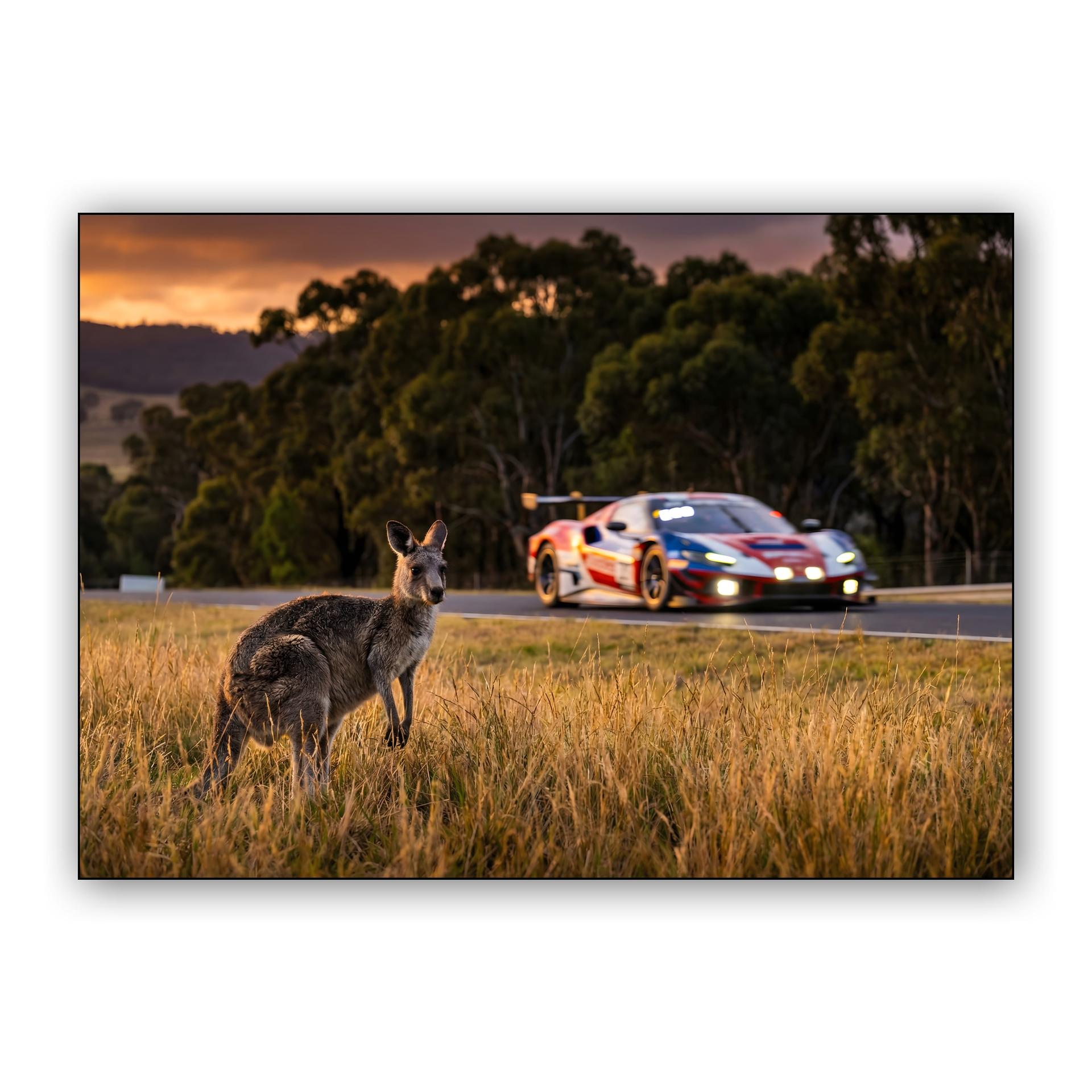 The Mountain Resident: Kangaroo and Ferrari at Bathurst