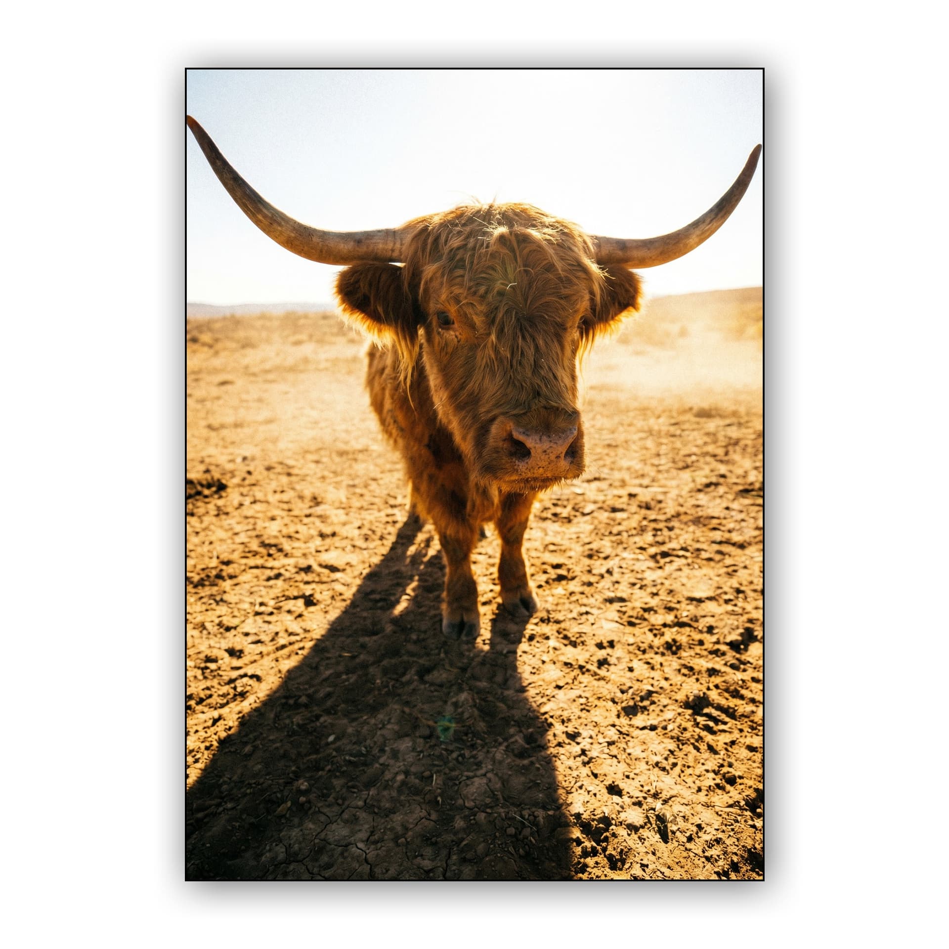 Dusty Golden Ranch: Highland Cow Portrait