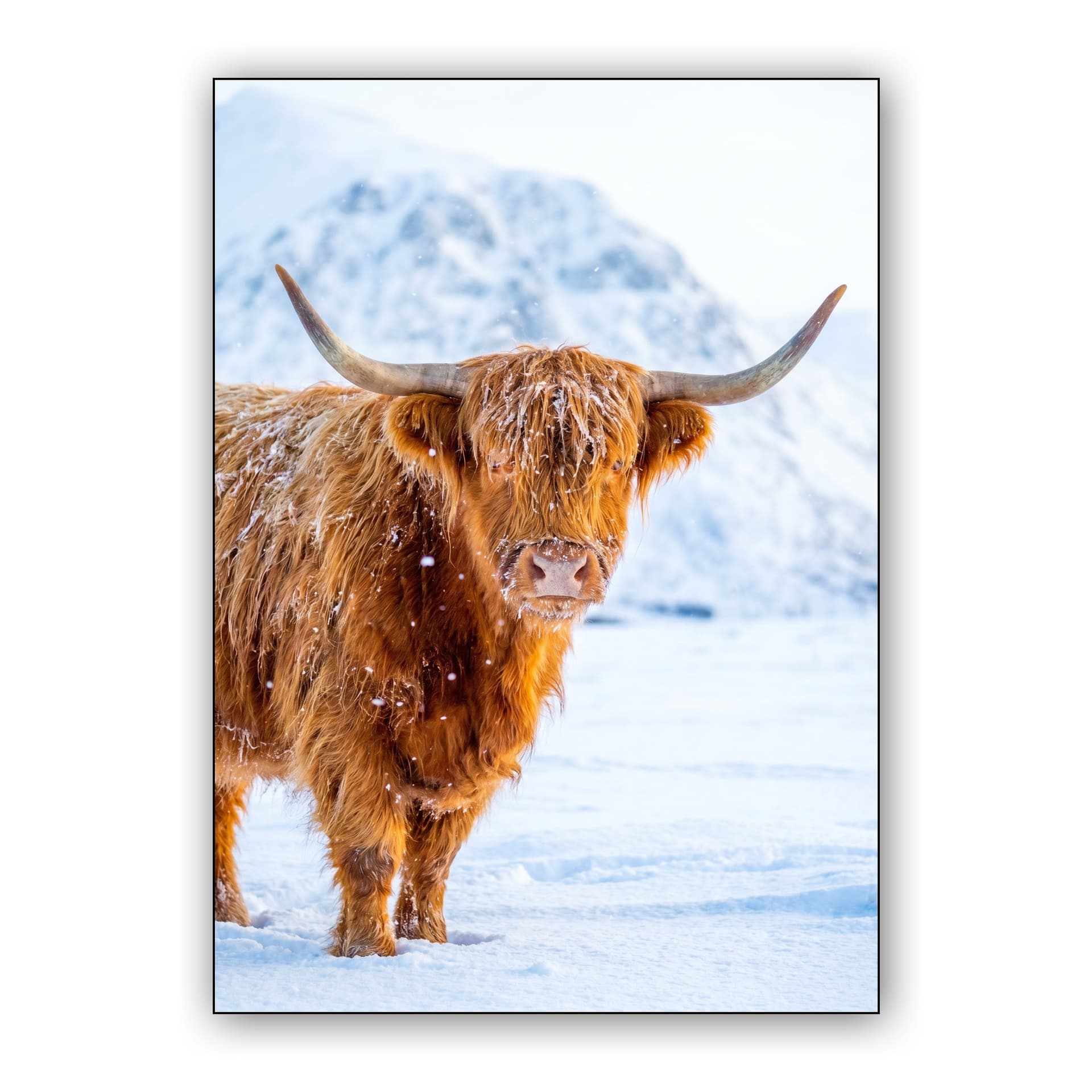 Winter Highland Cow: Snow-Dusted Scottish Portrait