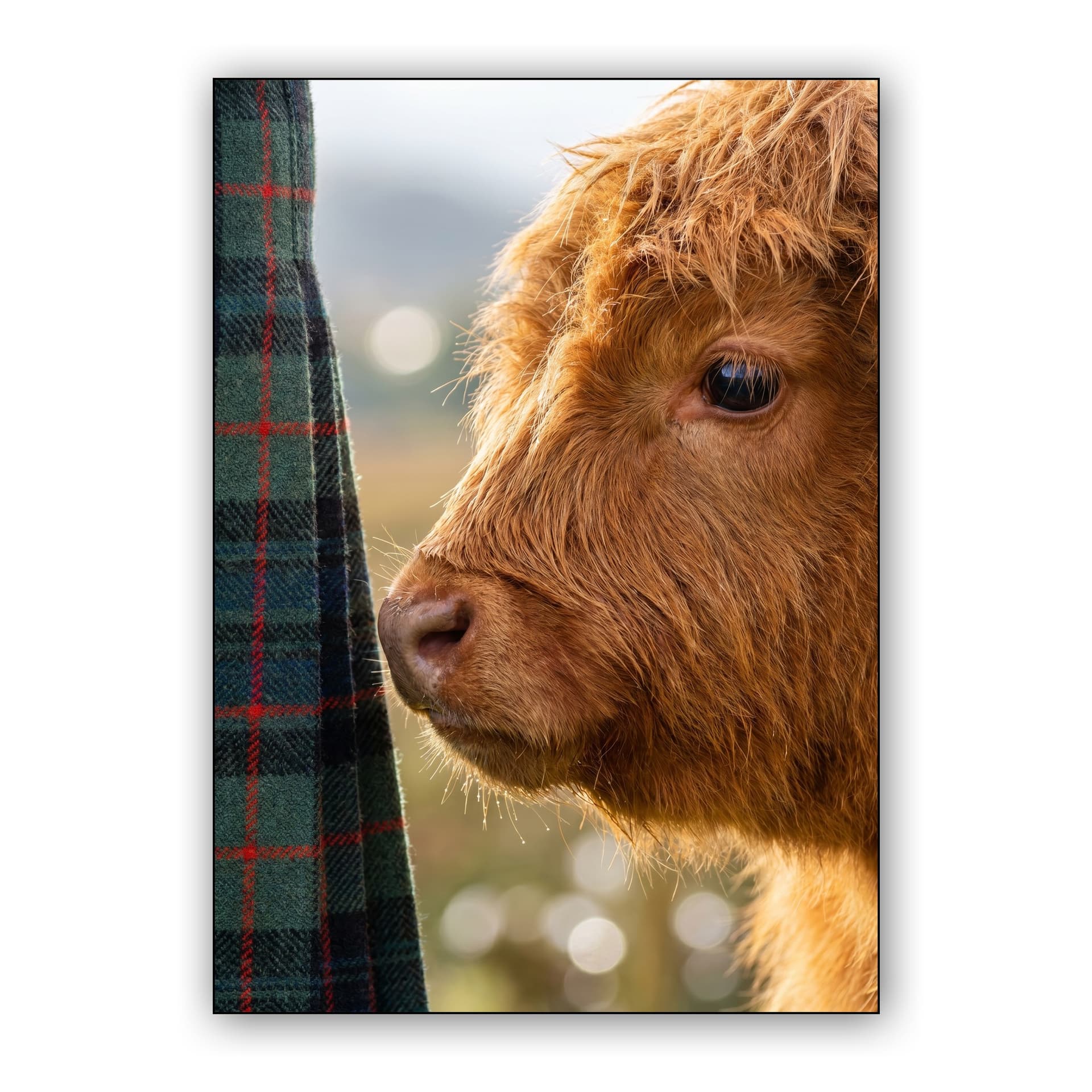 Tartan Companion - Close-Up Highland Cow Calf Photo