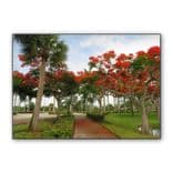 Royal Poinciana Trees wall art poster